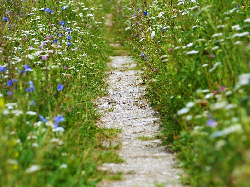 Nature Mindfulness Walk